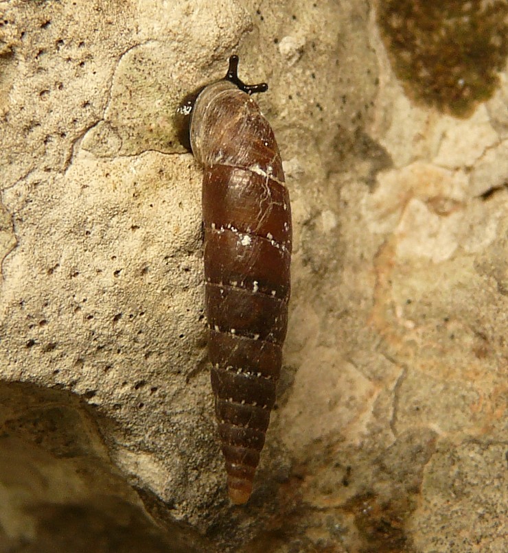 Siciliaria gibbula dal gargano